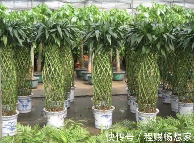 在家养富贵竹，学会自制“透明水”，浇花盆里，半年窜到1米高！