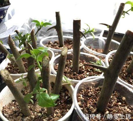 生根|去河边挖点它,用来扦插花卉,只需5天就生根,一下养出十几盆