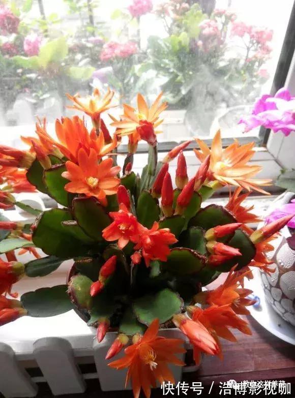 养了10年的蟹爪兰,发现是“假蟹爪兰”,却比真的还好看!