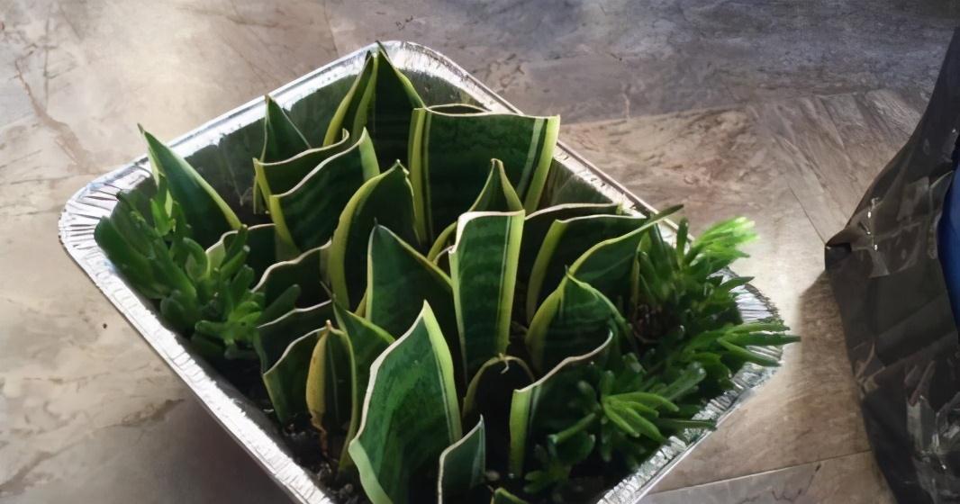 虎皮兰叶黄,枯萎,教你三个小诀窍,1星期就往上窜5厘米