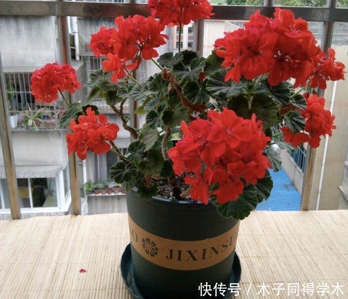 夏季的时|2种“开花机器”,适合养阳台,夏秋都有花,花色绝美看不腻