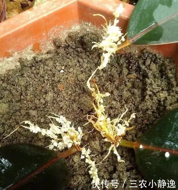 学会|学会扦插橡皮树, 少走很多弯路