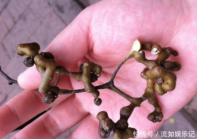 每家每户|中国最牛解酒药,不是洋葱!每家每户都有,嚼2粒3分钟解酒