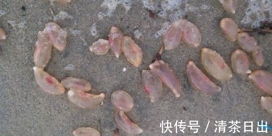 沙滩|奇闻：沙滩边发现“怪石”，不停蠕动画出未知图案，游客不淡定了