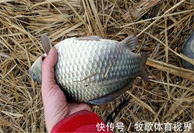 别看这东西便宜，简单处理专钓鲫鱼，你身边就有，别错过