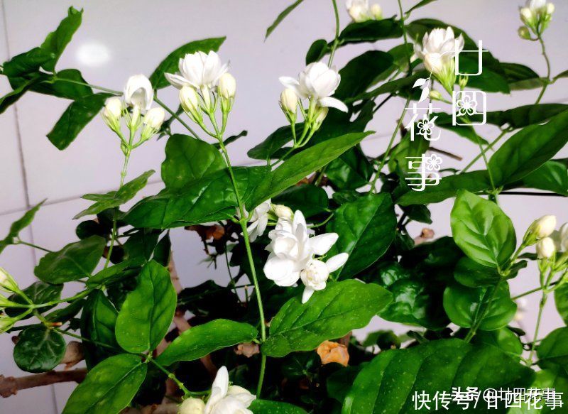 2月养茉莉，给新手泼点“冷水”：2件事做不得，不注意恐收空盆