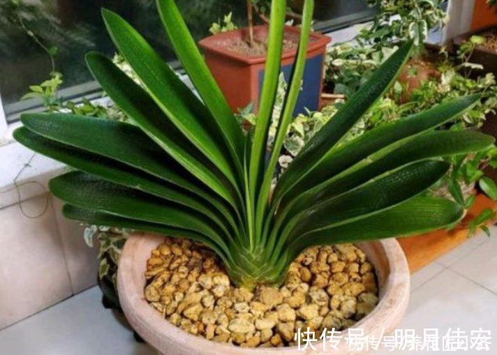 君子兰越养越难看？掌握这3个小技巧，叶片整齐油亮，侧看一条线