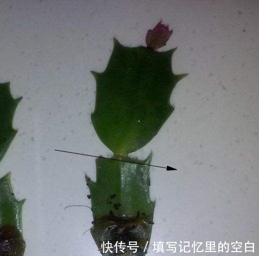 浇水量|蟹爪兰怎么浇水不烂根?教你3个浇水小窍门,烂根后这样处理才对