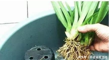 花盆|花卉换盆时,这些没做好,就等于白换了