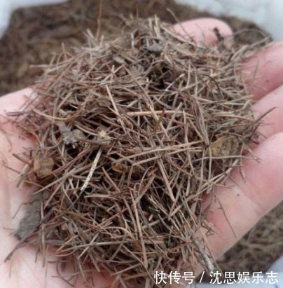 盆地|这几种东西垫盆地，土壤疏松透气，再也不烂根