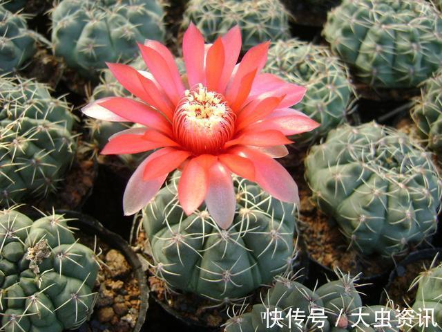 阳台养什么花?4种小盆栽真不错,开旺了满阳台爬