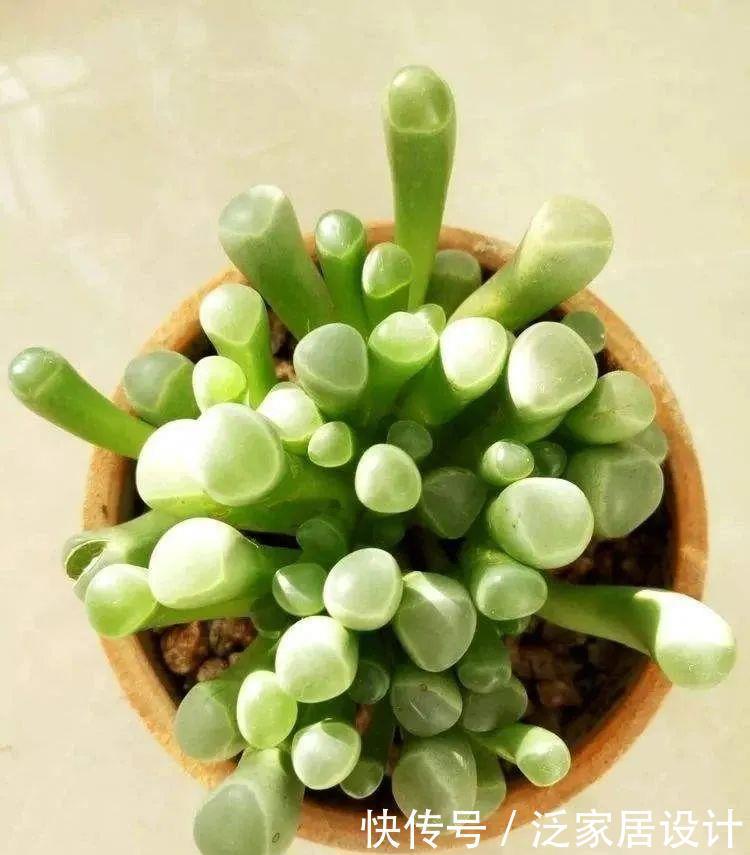 植物|8款颜值奇高的多肉植物,第4盆最好养,第5盆好多人见了就想掐