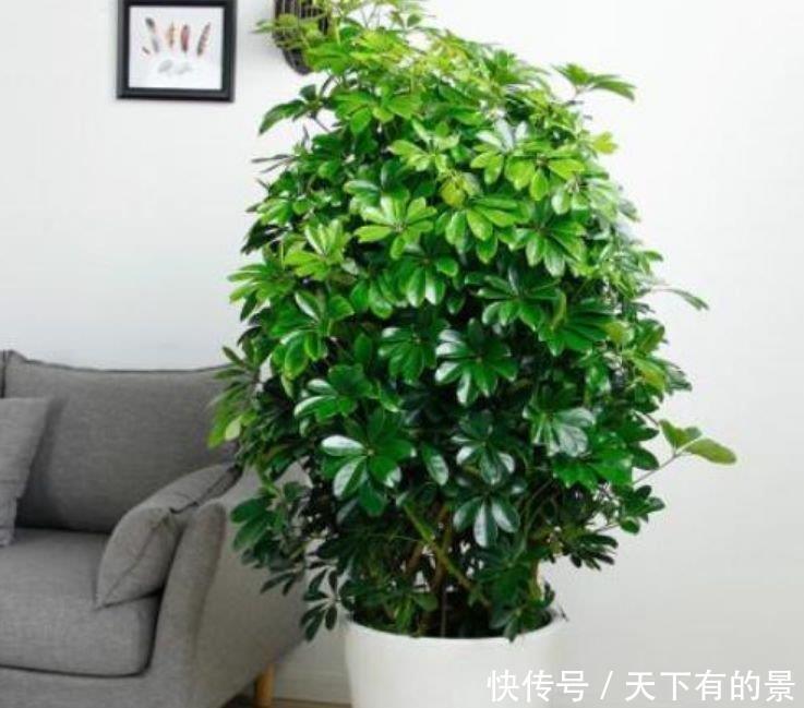 养花|养花，花也养人，4种花家养里，空气清新，还有助于睡眠！