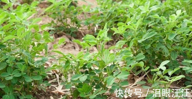 红皮|早上空腹吃花生养胃,或许还有这2个“好处”,你还不知道吧?