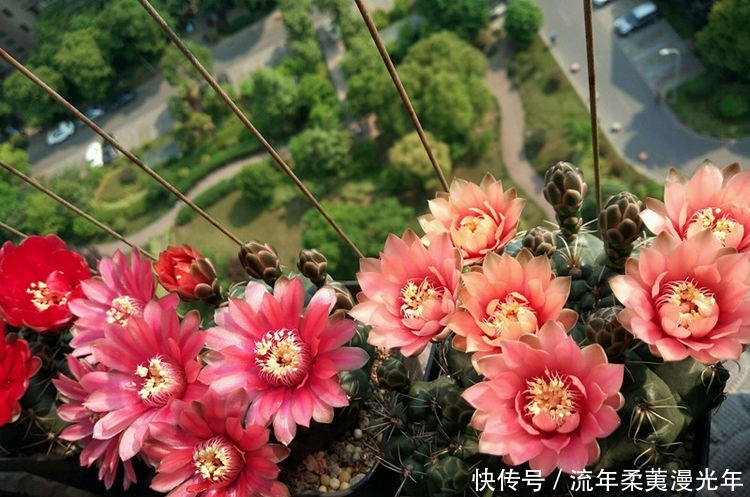 喜欢玫瑰,不如养盆“菊中珍品”盘龙金桂,似金玉圆球,优雅霸气