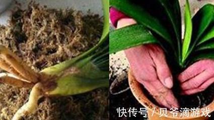 君子兰如何养根,教你4点小技巧,轻松养出粗壮根,真值