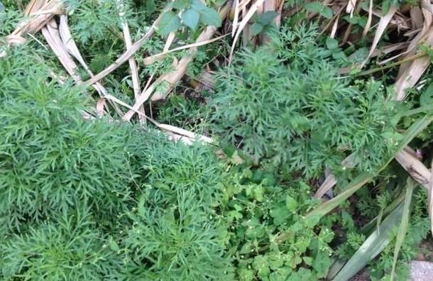 农村一种野草气味独特,做成枕头安眠助睡,被称女性的“保护草”