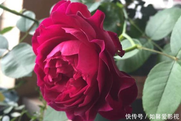 花期|3种花越养越喜欢，比牡丹花还漂亮，花期长，养护简单，还可做盆景