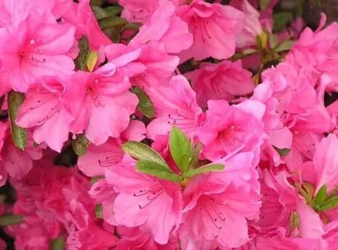 新手|新手养护花卉,就养沾水就爆盆的花卉,枝繁叶茂,花期还很长!