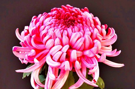 喜欢菊花,不如养盆“菊中珍品”东海の红,似玫红莲座,绚丽优雅