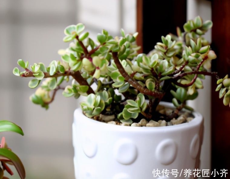 雅乐之舞养不活?先要排除1点,做好“三不缺”,养好其实很简单