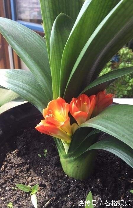 认清君子兰的“开花之道”讲究大！从此年年开花，从不夹箭！