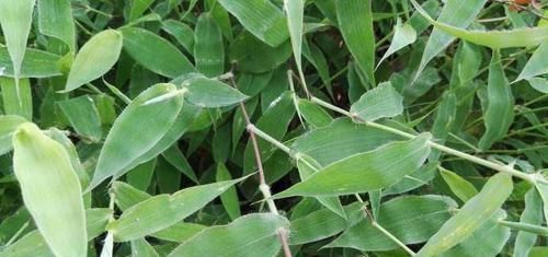 荩草|只有老农民才认识的这种野草，长得像竹叶，如今20元一斤成稀罕