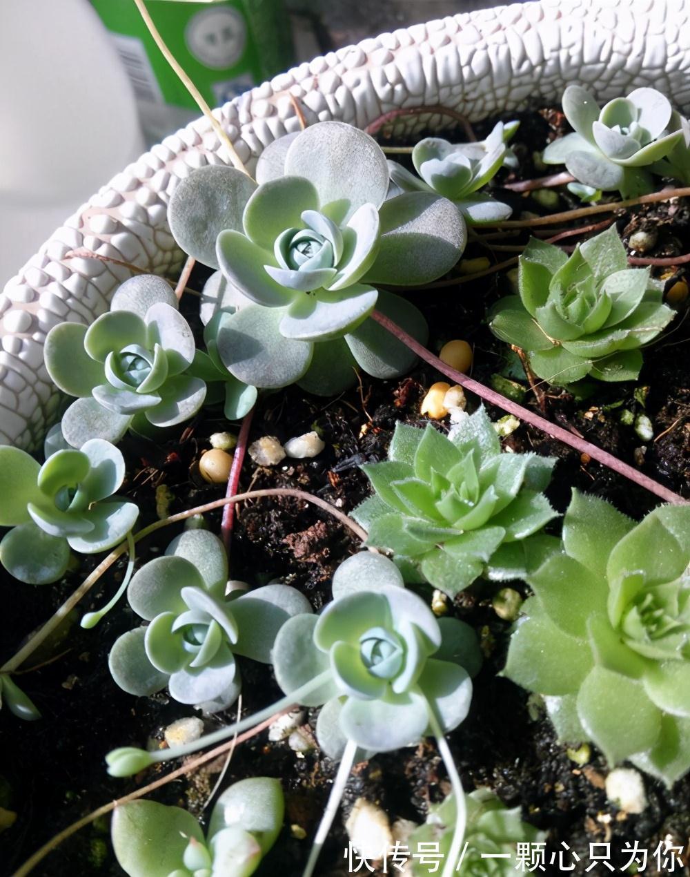 6种多肉不怕冻,越冷越好看,冻成“美肉”,冬天不养真亏