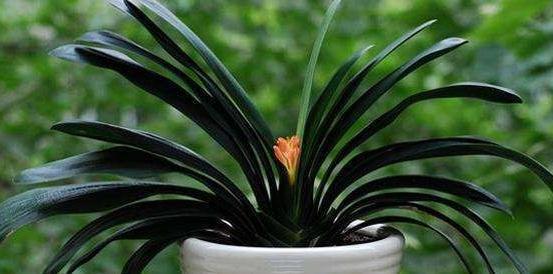 君子兰|冬季养君子兰,抓住3个技巧,开花用这2招,叶油绿花旺