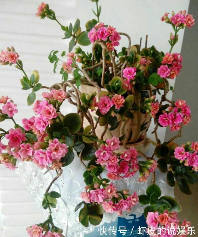 寿命长的“3种花”,最喜欢用小盆栽种,盆越“小”长得越好