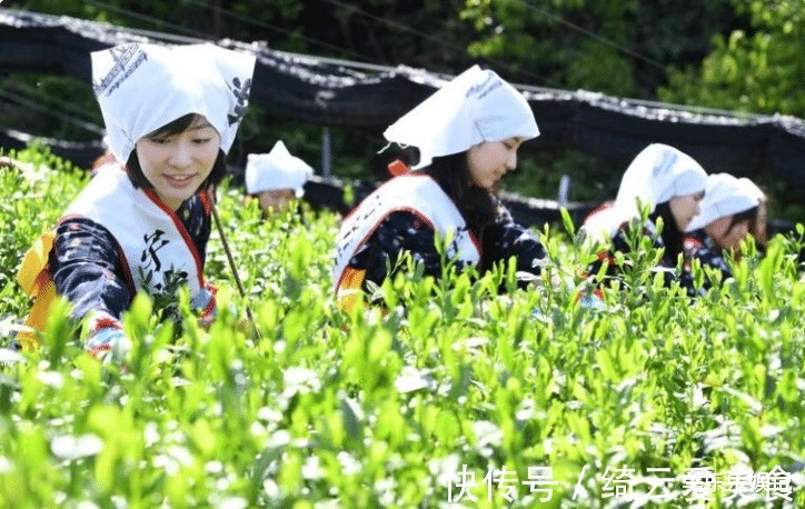抹茶粉|抹茶是用什么东西做的？不要不懂装懂，说是“绿茶粉”就闹笑话了