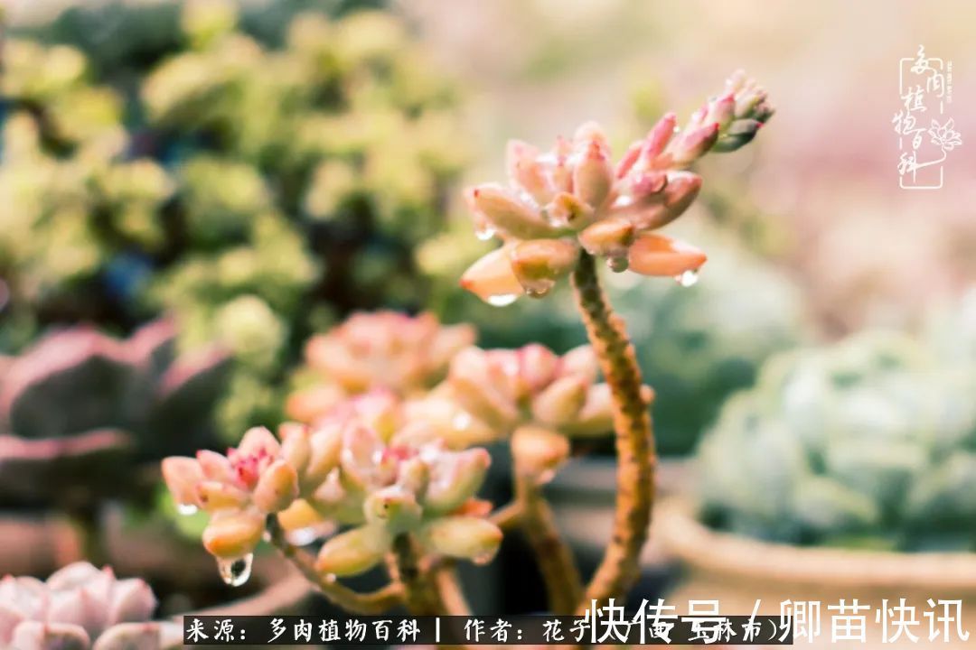 为了爱情来到陌生城市,偶遇多肉,地老天荒的爱恋!