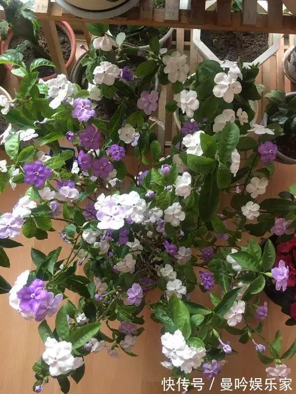 茉莉香|1种花有茉莉香，花儿同时开三色，一开300多天，新手养得好