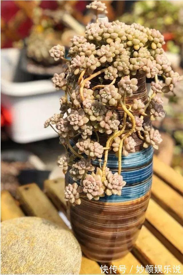 植物|养花“杀手”都有的5个毛病,难怪买花“养1盆死1盆”,要改正了