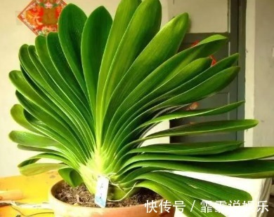基肥|家居养花君子兰盆中加入这3种物质,还需要施肥吗
