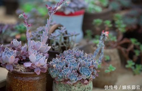 给多肉上色的秘密,学会了,再不担心多肉不好看