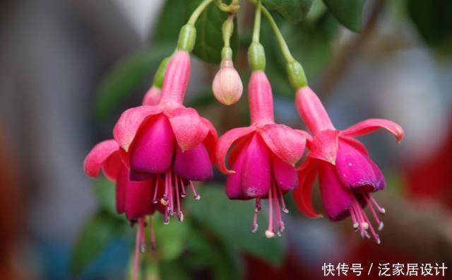 杜鹃|杜鹃、茶花、栀子花总也养不好,原来问题出在这