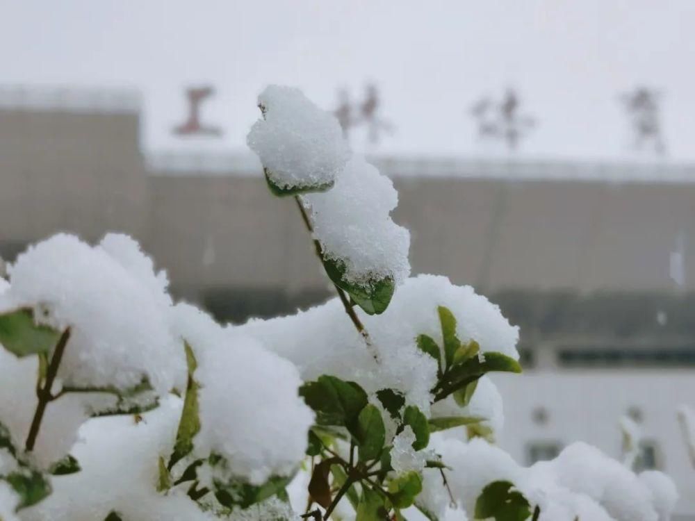 公众号|今日份心动！师大初雪2?2?