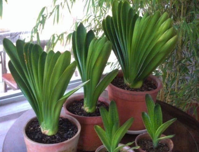 发现君子兰“鼓大包”,一定要重视,原因有3个,其中两个是惊喜