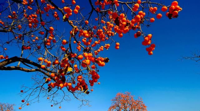 良方|偏方治大病，你身边随处可见的特效良方