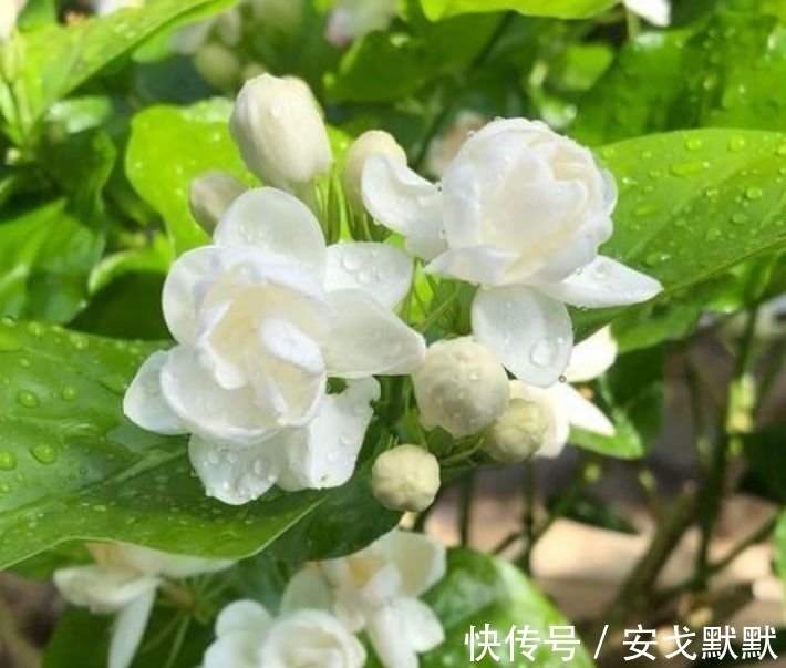 家里必养“4种花”,好养又漂亮,年年开花不断,美翻天!