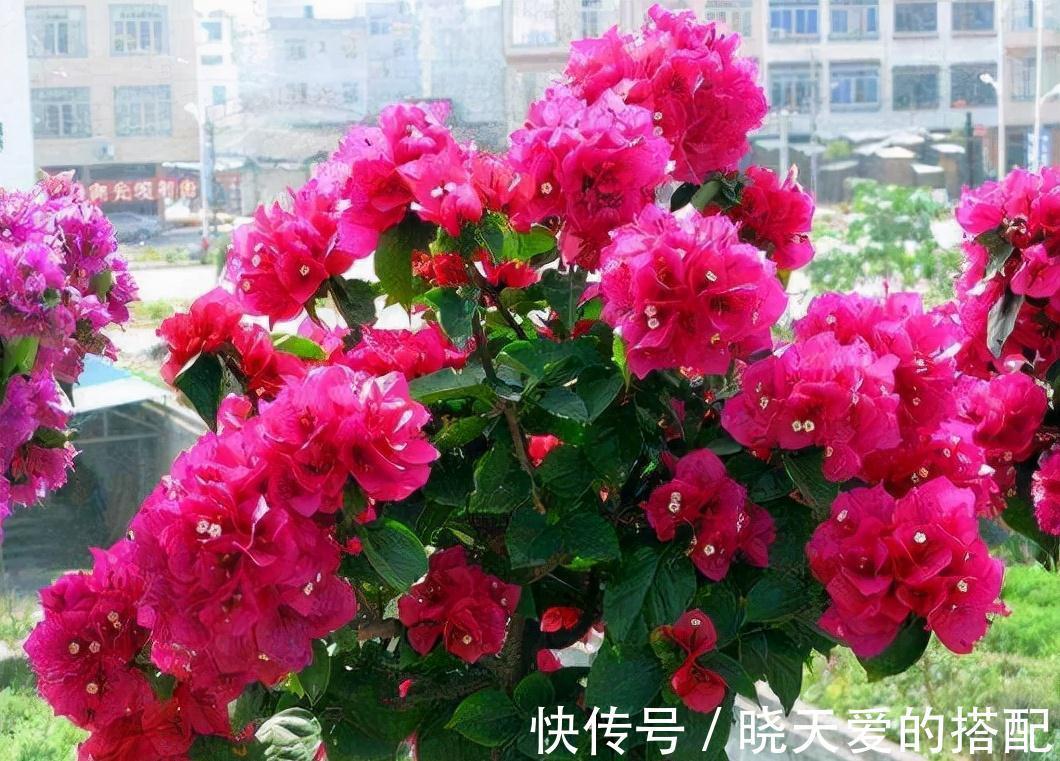 适合十月养的“14种花”,成活率高,能早日开花,喜欢别错过