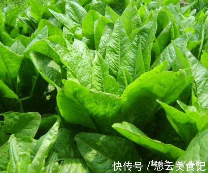采收|莴苣美白牙齿,营养美味,掌握四点,种出一年9熟绿色莴苣来!