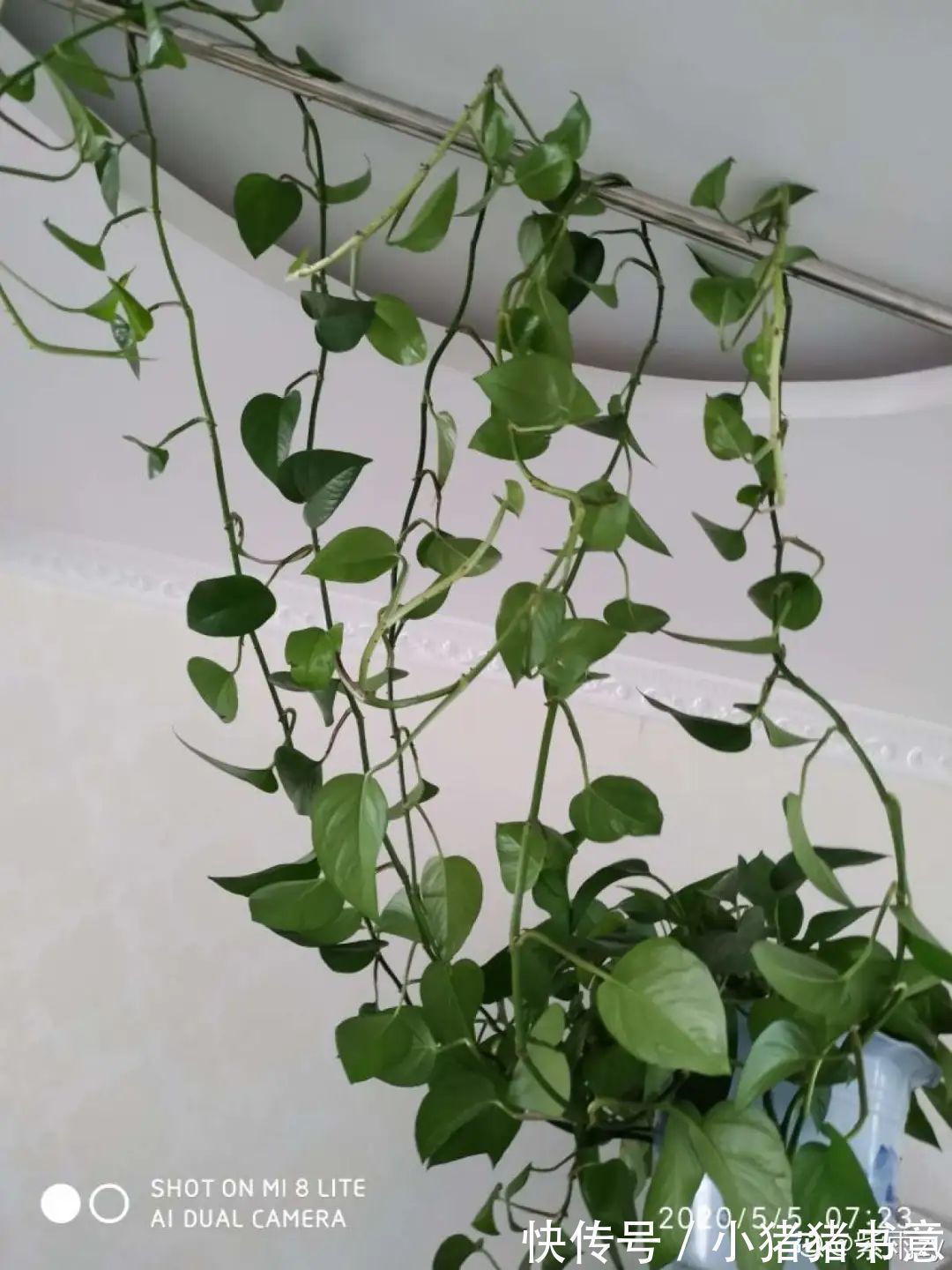 超好养的18种植物,第一名竟然是它!绿萝只能排倒数