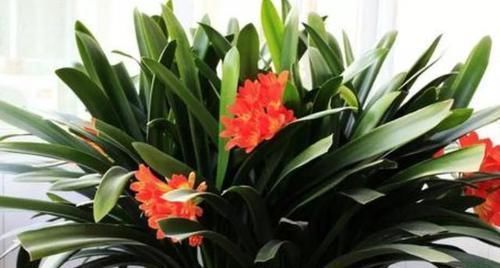 开花|立春后该如何养护君子兰盆栽将3点做到位,叶绿根壮开花旺