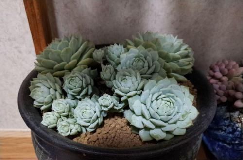 多肉狠心剃个头，呼呼长满小肉芽，20天就爆盆