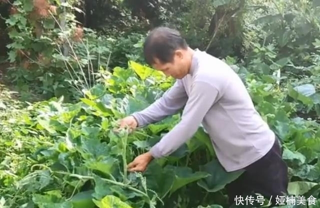 农村南瓜地里的一种美味,一百多条才能炒一盘,吃起来很鲜嫩可口