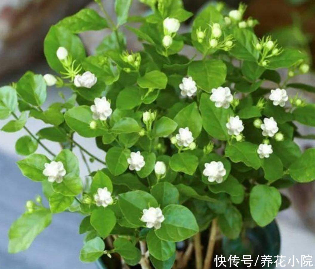 孕蕾|夏天养3种花，记得要勤修剪，否则只长叶子，开花少