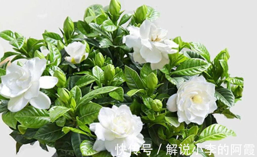 养栀子花缺了这三样,黄叶掉花苞,及时改善,叶绿根壮花满枝头