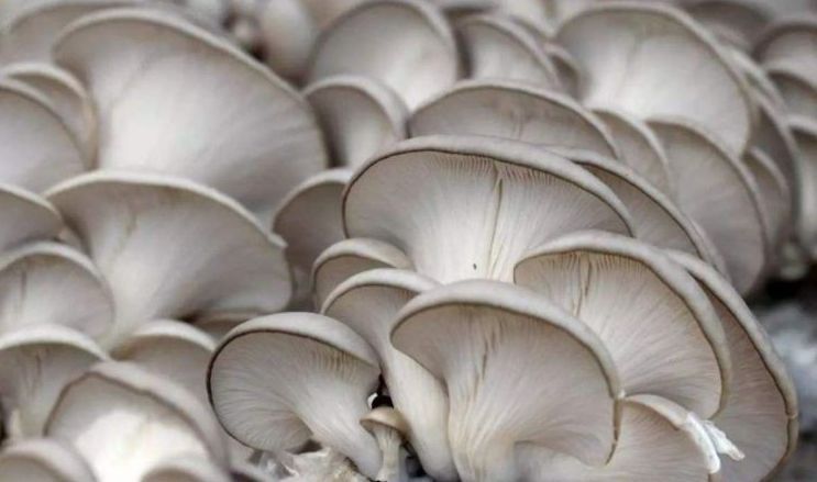 买平菇，挑大的还是小的？菇农教你4个妙招，新鲜品质好，更好吃